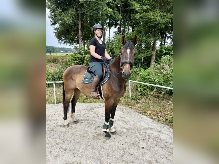 German Sport Horse Gelding 5 years 16,1 hh Brown in pelmberg