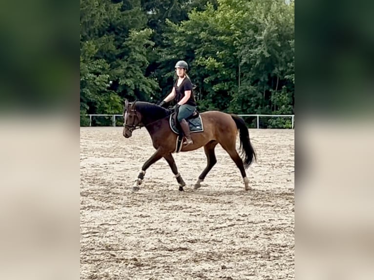 German Sport Horse Gelding 5 years 16,1 hh Brown in pelmberg