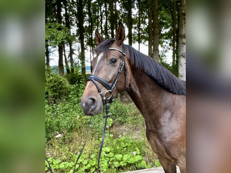 German Sport Horse Gelding 5 years 16,1 hh Brown in pelmberg