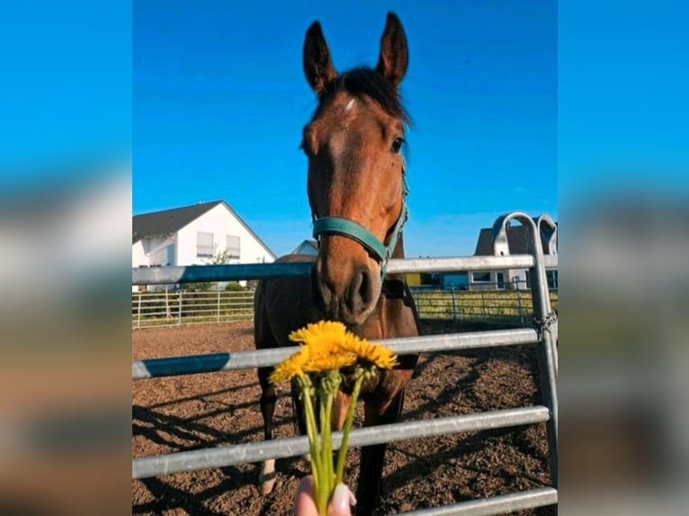 German Sport Horse Gelding 5 years 16,1 hh Brown in Sontheim an der Brenz