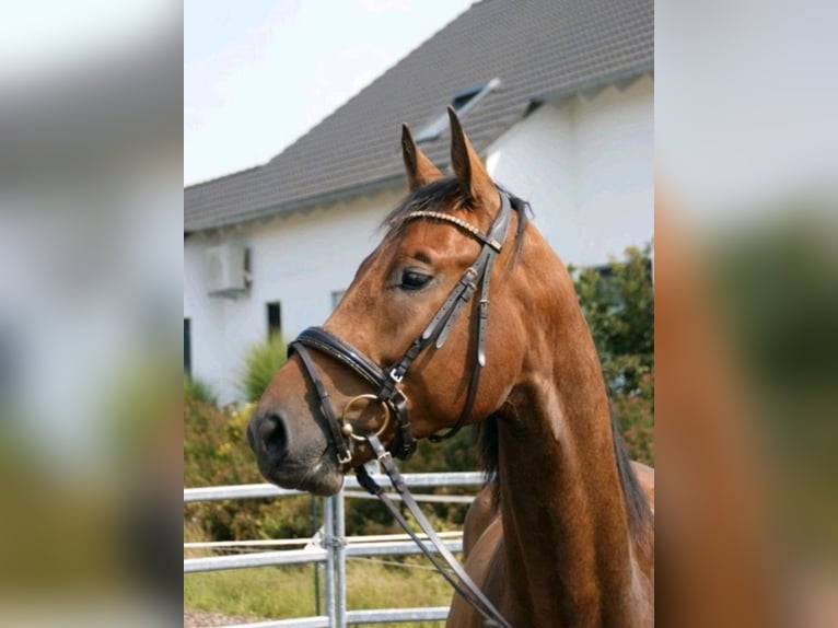 German Sport Horse Gelding 5 years 16,1 hh Brown in Sontheim an der Brenz