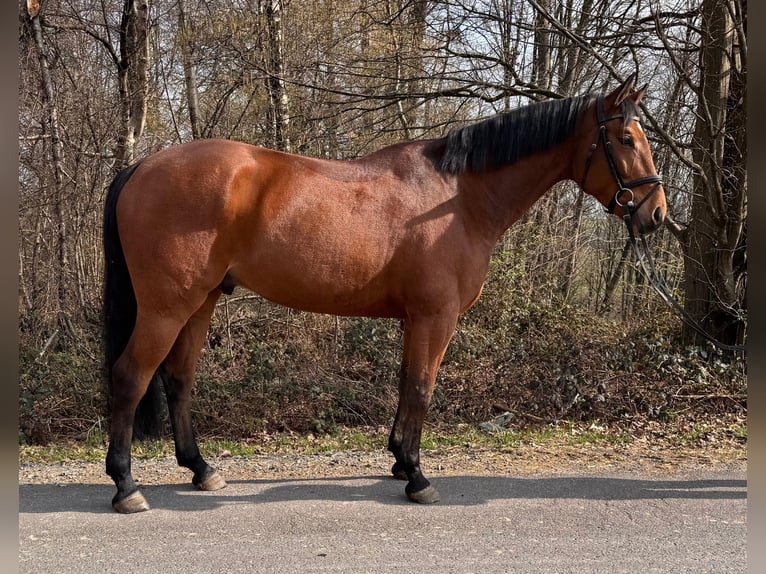 German Sport Horse Gelding 5 years 16,1 hh Brown in Overath