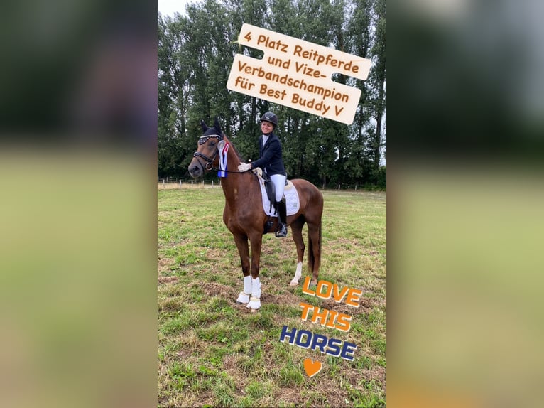 German Sport Horse Gelding 5 years 16,1 hh Chestnut in Rochau