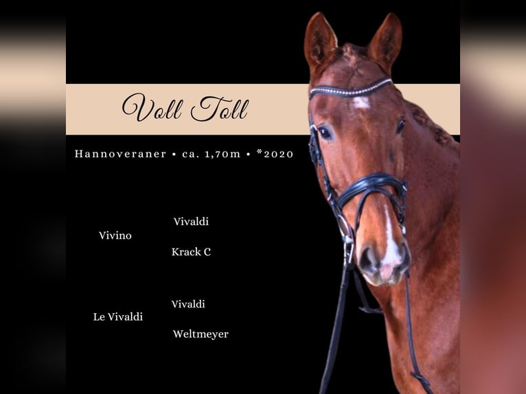 German Sport Horse Gelding 5 years 16,1 hh Chestnut-Red in Nidda