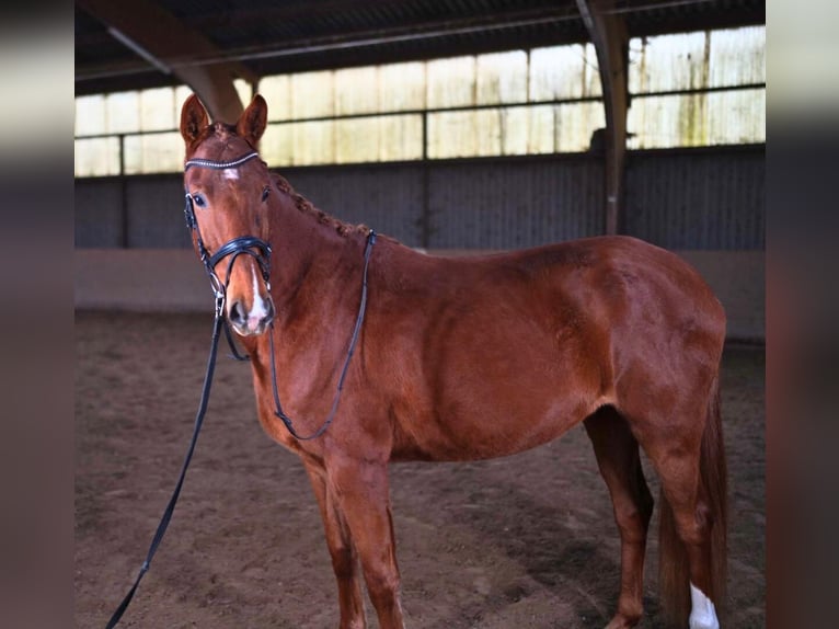 German Sport Horse Gelding 5 years 16,1 hh Chestnut-Red in Nidda