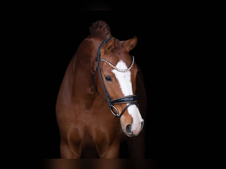 German Sport Horse Gelding 5 years 16,1 hh Chestnut-Red in Wehringen
