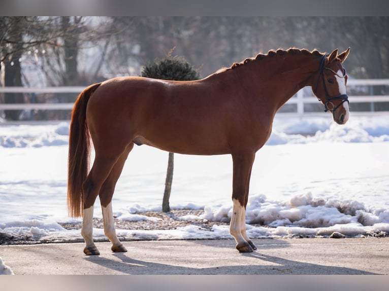 German Sport Horse Gelding 5 years 16,1 hh Chestnut-Red in Wehringen