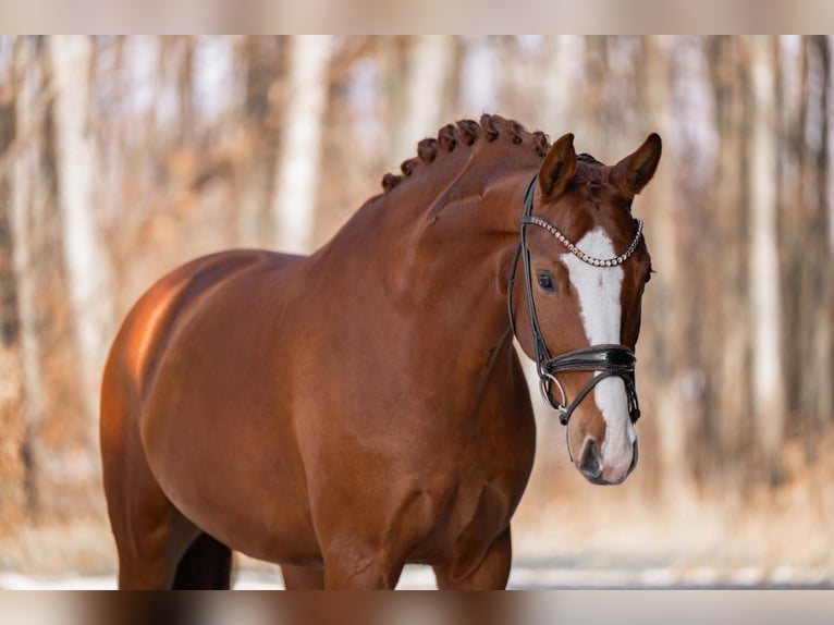 German Sport Horse Gelding 5 years 16,1 hh Chestnut-Red in Wehringen