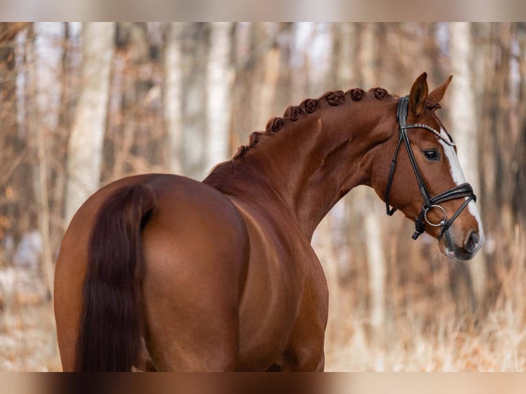 German Sport Horse Gelding 5 years 16,1 hh Chestnut-Red in Wehringen
