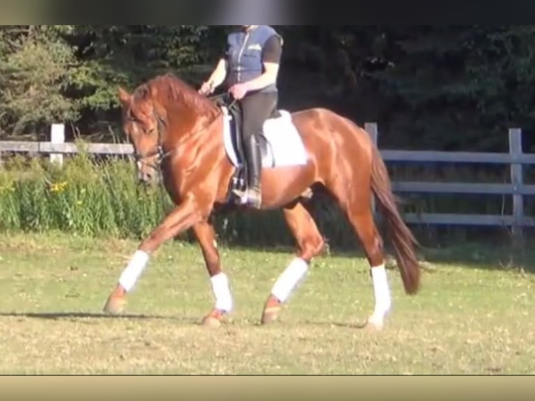 German Sport Horse Gelding 5 years 16,1 hh Chestnut-Red in L&#xFC;neburg