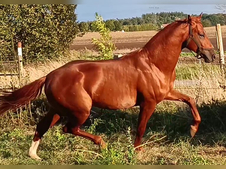 German Sport Horse Gelding 5 years 16,1 hh Chestnut-Red in L&#xFC;neburg