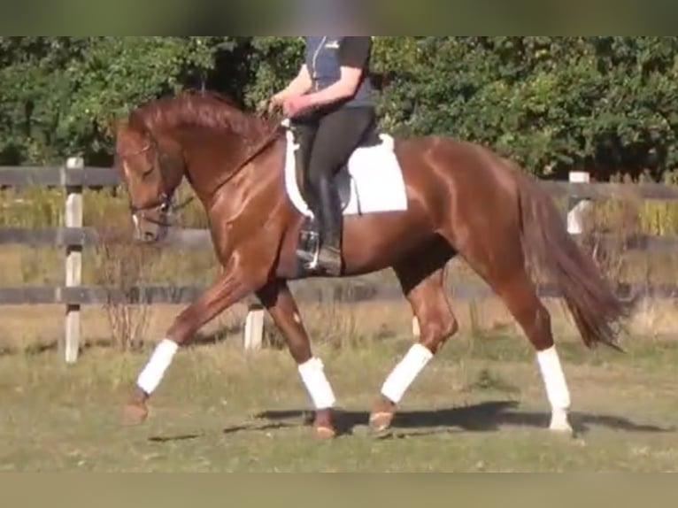 German Sport Horse Gelding 5 years 16,1 hh Chestnut-Red in L&#xFC;neburg
