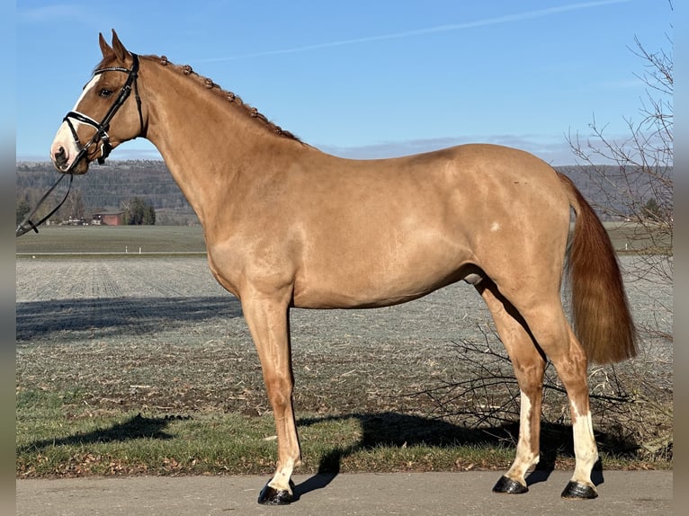 German Sport Horse Gelding 5 years 16,1 hh Chestnut-Red in Riedlingen