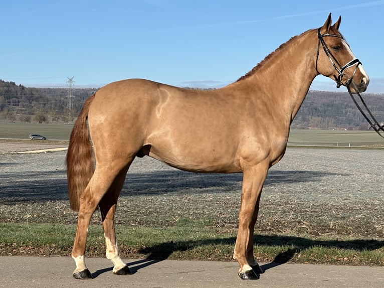 German Sport Horse Gelding 5 years 16,1 hh Chestnut-Red in Riedlingen