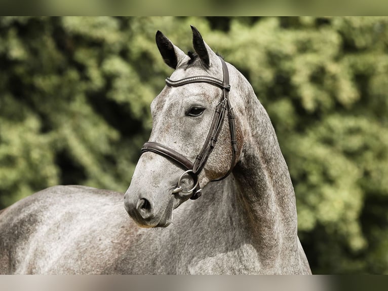 German Sport Horse Gelding 5 years 16,1 hh Grey in Riedstadt