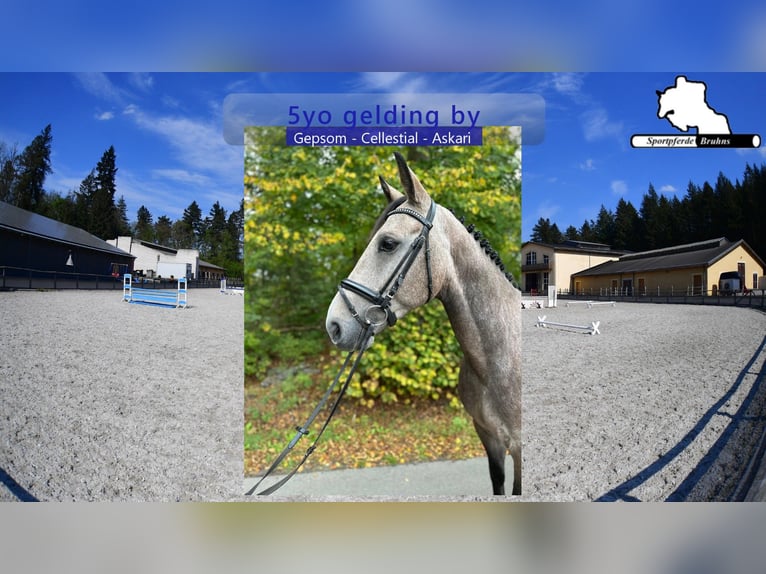 German Sport Horse Gelding 5 years 16,1 hh Grey in Gadow