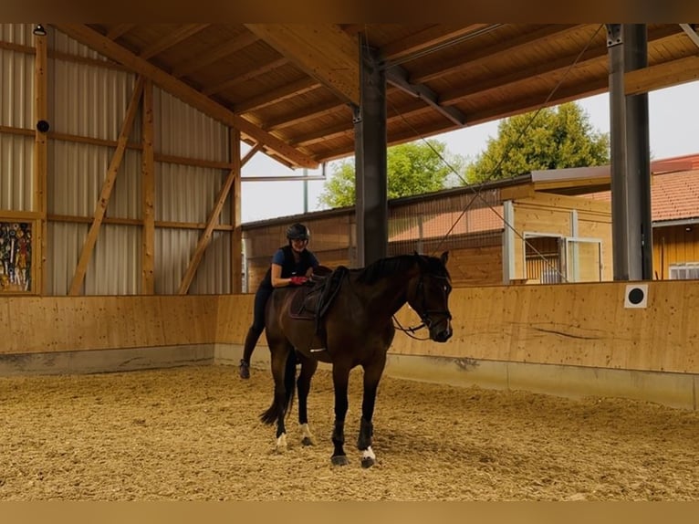 German Sport Horse Gelding 5 years 16,2 hh Bay-Dark in Seehausen am Staffelsee