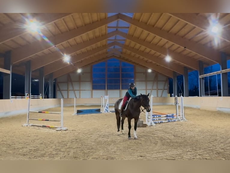 German Sport Horse Gelding 5 years 16,2 hh Bay-Dark in Murnau