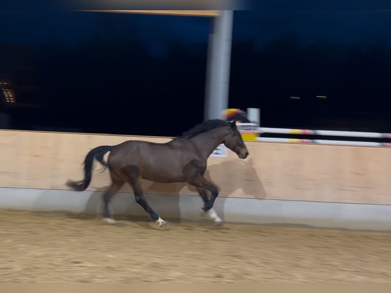 German Sport Horse Gelding 5 years 16,2 hh Bay-Dark in Murnau
