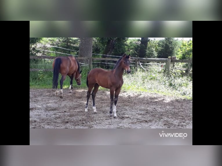 German Sport Horse Gelding 5 years 16,2 hh Bay-Dark in Murnau