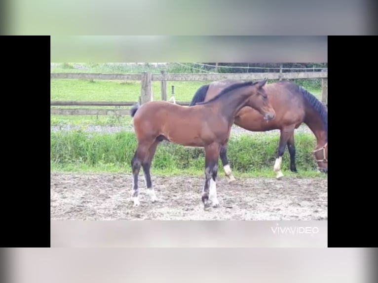 German Sport Horse Gelding 5 years 16,2 hh Bay-Dark in Murnau
