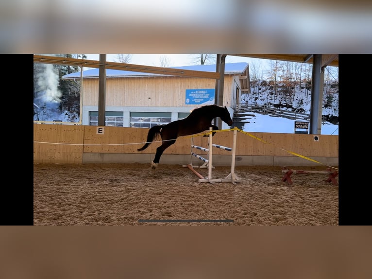 German Sport Horse Gelding 5 years 16,2 hh Bay-Dark in Murnau
