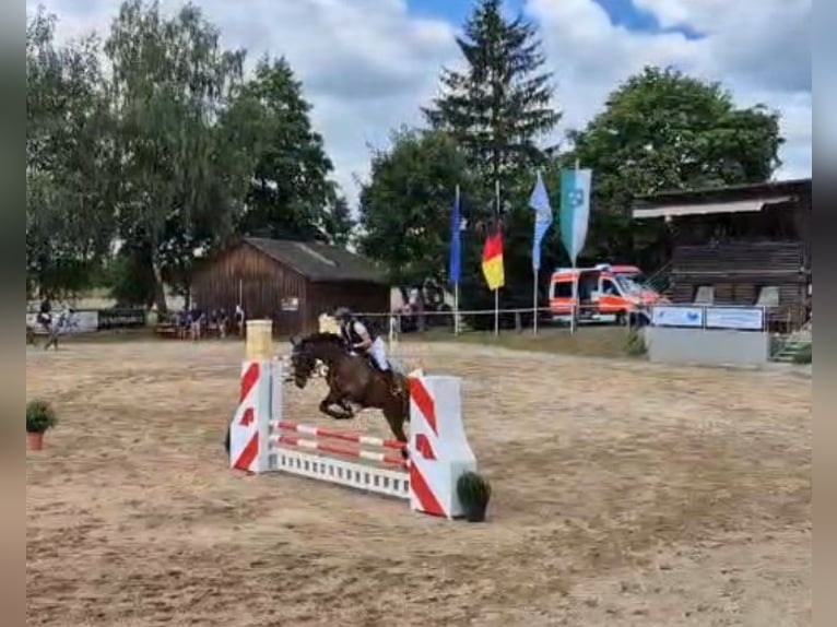 German Sport Horse Gelding 5 years 16,2 hh Bay-Dark in Murnau