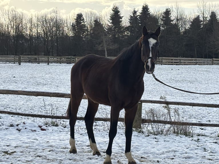 German Sport Horse Gelding 5 years 16,2 hh Bay-Dark in Grevenbroich