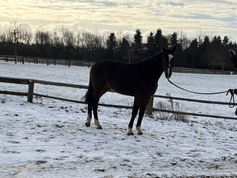 German Sport Horse Gelding 5 years 16,2 hh Bay-Dark in Grevenbroich