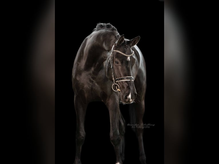 German Sport Horse Gelding 5 years 16,2 hh Black in Herrenberg