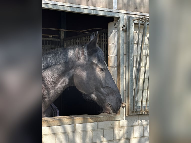 German Sport Horse Gelding 5 years 16,2 hh Black in Leipzig
