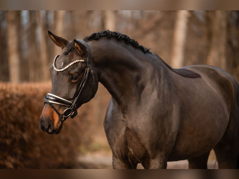 German Sport Horse Gelding 5 years 16,2 hh Brown in Wehringen