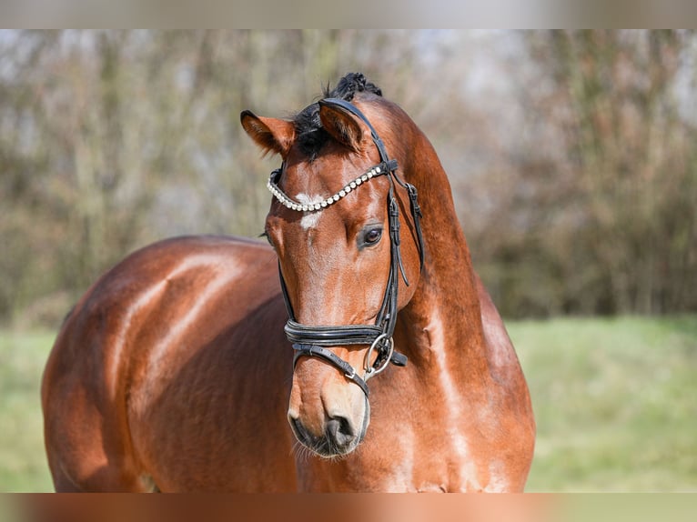 German Sport Horse Gelding 5 years 16,2 hh Brown in Riedstadt