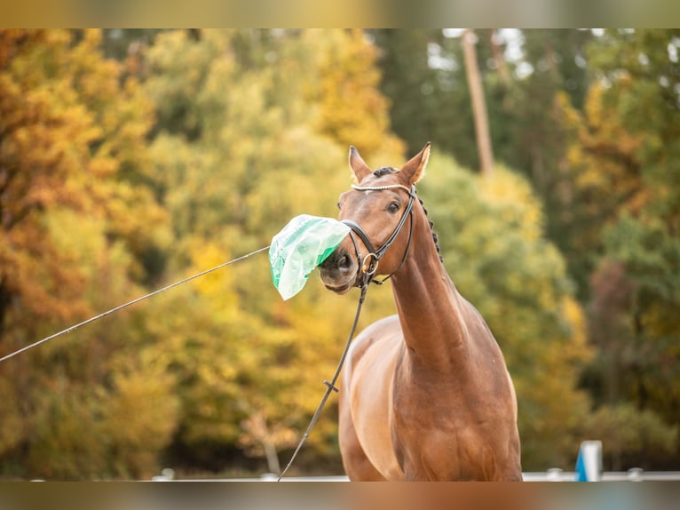 German Sport Horse Gelding 5 years 16,2 hh Brown in Kirchenthumbach