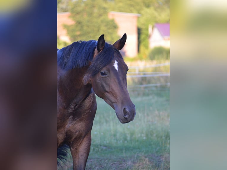 German Sport Horse Gelding 5 years 16,2 hh Brown in Rohrlack