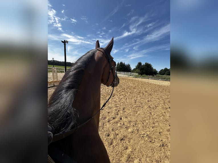 German Sport Horse Gelding 5 years 16,2 hh Brown in Ludwigslust