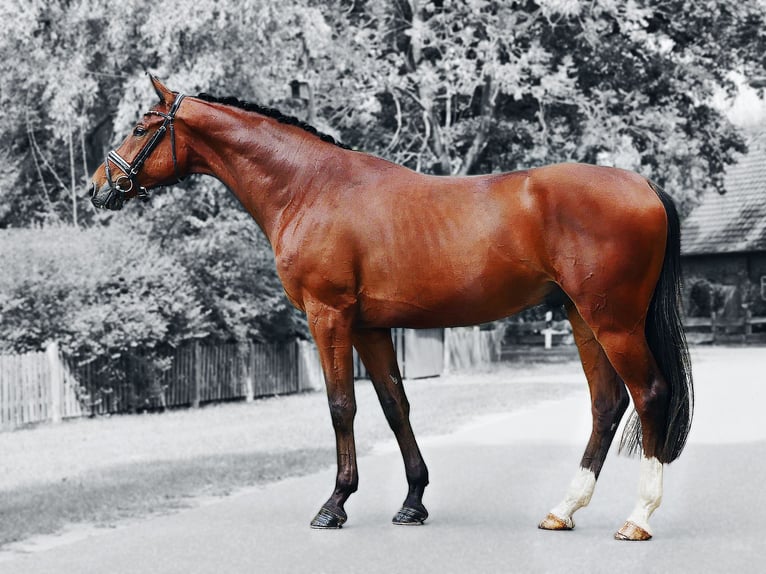 German Sport Horse Gelding 5 years 16,2 hh Brown in Ludwigslust