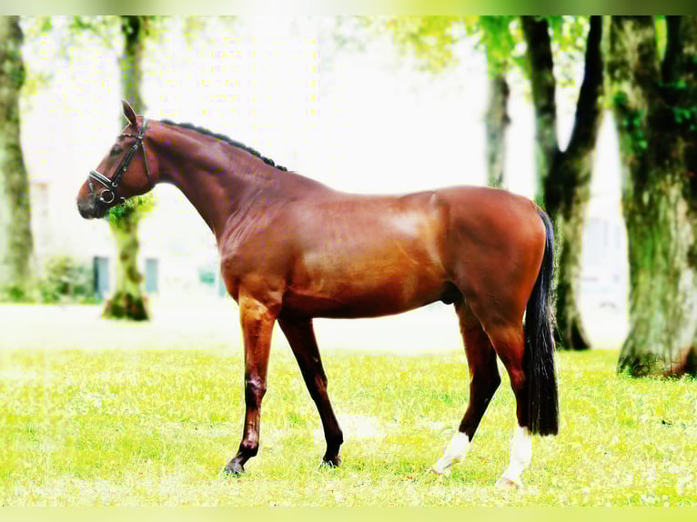 German Sport Horse Gelding 5 years 16,2 hh Brown in Ludwigslust