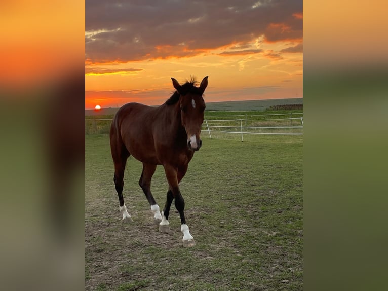 German Sport Horse Gelding 5 years 16,2 hh Brown in Uichteritz