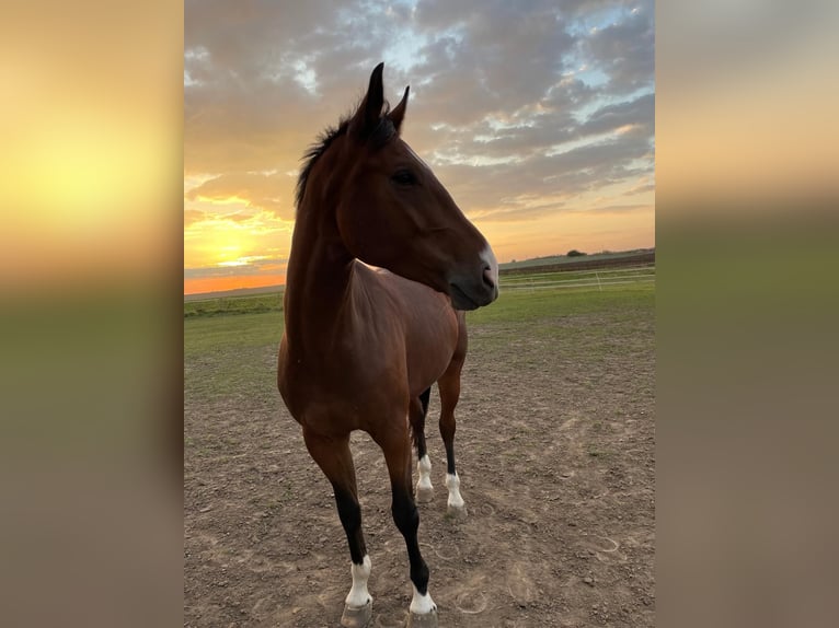 German Sport Horse Gelding 5 years 16,2 hh Brown in Uichteritz
