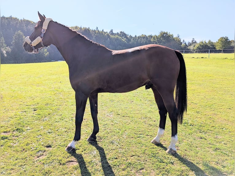 German Sport Horse Gelding 5 years 16,2 hh Brown in Amberg