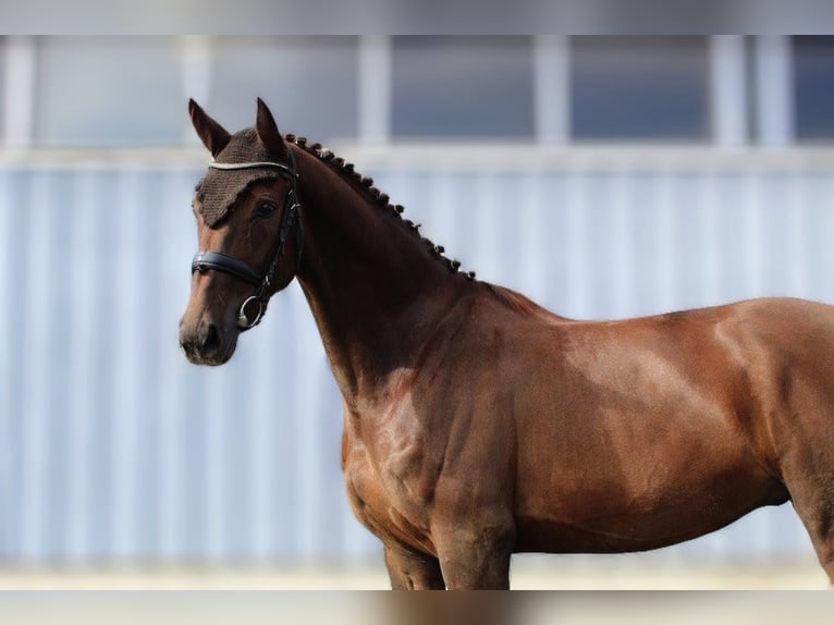German Sport Horse Gelding 5 years 16,2 hh Chestnut in Gerstetten