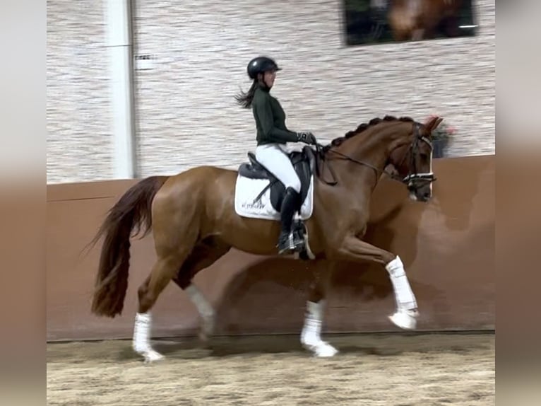 German Sport Horse Gelding 5 years 16,2 hh Chestnut-Red in Wehringen
