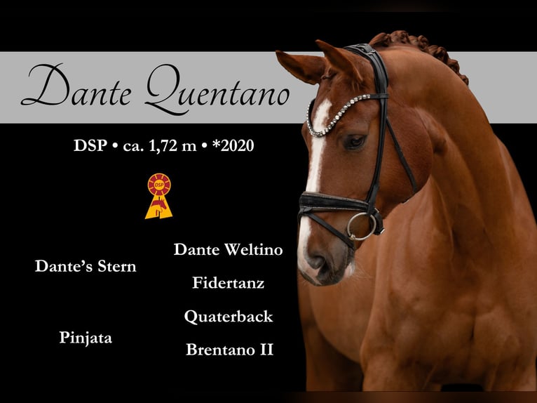 German Sport Horse Gelding 5 years 16,2 hh Chestnut-Red in Wehringen