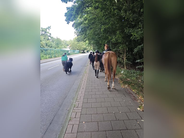 German Sport Horse Gelding 5 years 16,2 hh Chestnut-Red in Bremerhaven