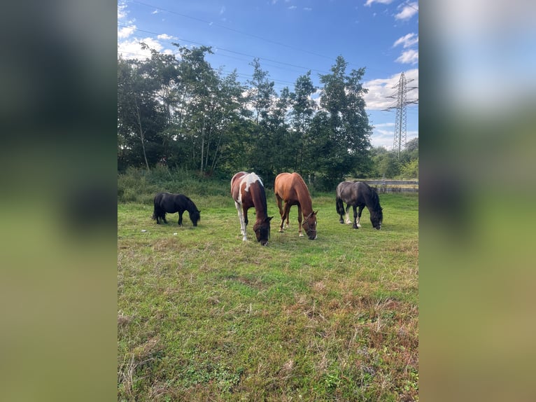 German Sport Horse Gelding 5 years 16,2 hh Chestnut-Red in Bremerhaven