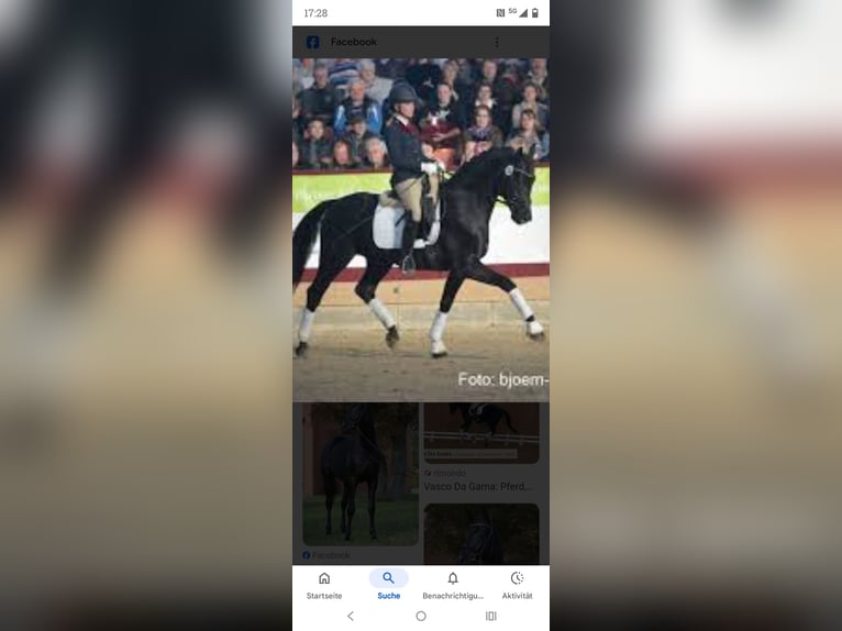 German Sport Horse Gelding 5 years 16,2 hh Chestnut-Red in Bremerhaven