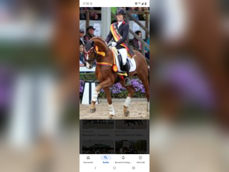 German Sport Horse Gelding 5 years 16,2 hh Chestnut-Red in Bremerhaven