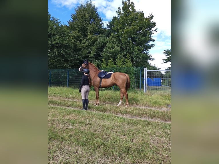 German Sport Horse Gelding 5 years 16,2 hh Chestnut-Red in Bremerhaven