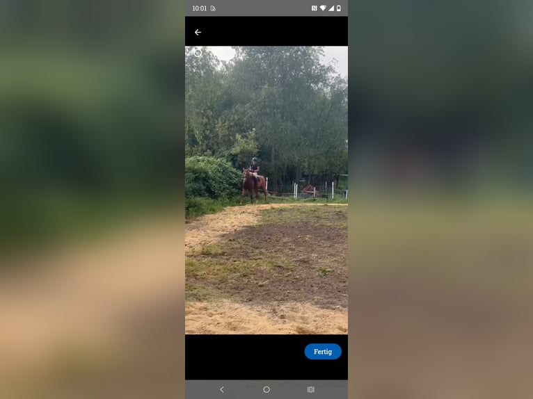 German Sport Horse Gelding 5 years 16,2 hh Chestnut-Red in Bremerhaven